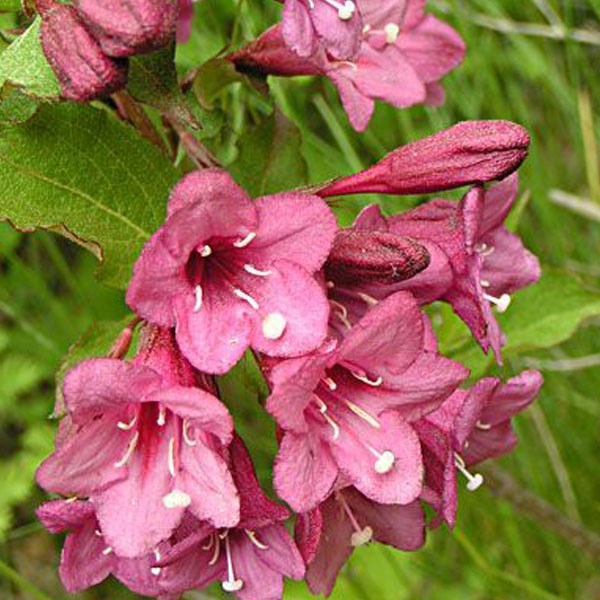 Arborix - 2 x weigela florida 'victoria' - 50-60 cm pot