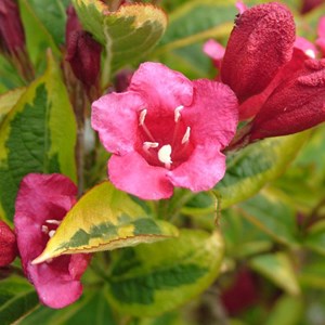 2 x weigela florida 'moulin rouge' - weigela 'moulin rouge' (brigela) - 50-60