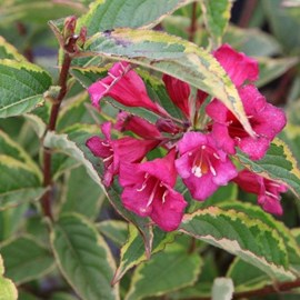 2 x weigela florida 'moulin rouge' - weigela 'moulin rouge' (brigela) - 50-60