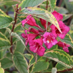 2 x weigela florida 'moulin rouge' - weigela 'moulin rouge' (brigela) - 50-60