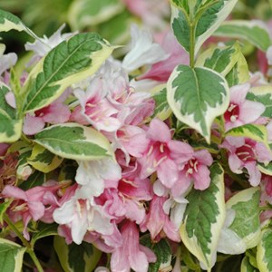 Weigela florida  - weigela 'nana variegata'  - 60-80 cm pot