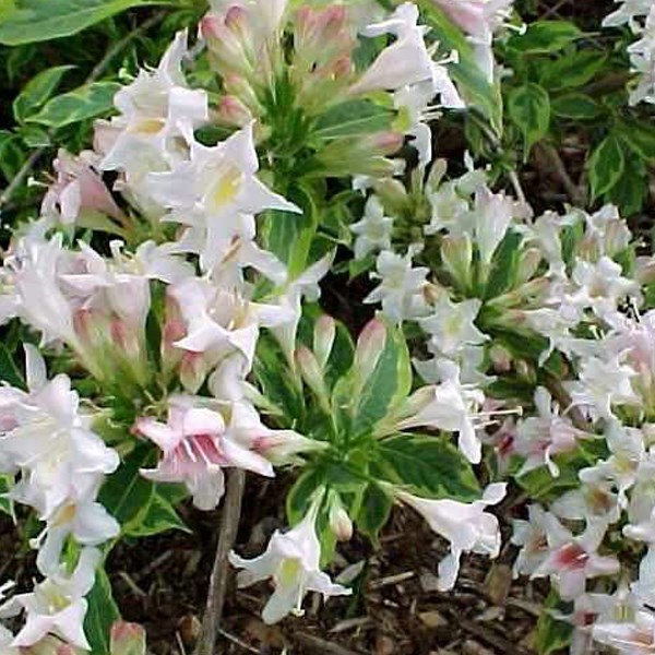 Arborix - 2 x weigela florida  - weigela 'nana variegata'  - 30-40 cm pot