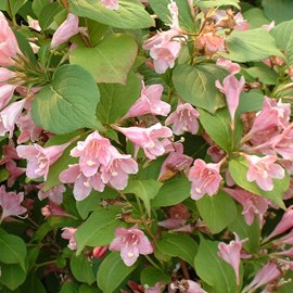 2 x weigela 'rosea' - 50-60 cm pot
