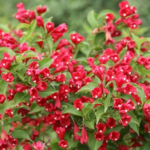 2 x weigela 'red prince' - 50-60 cm pot