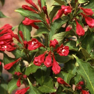 2 x weigela 'red prince' - 50-60 cm pot