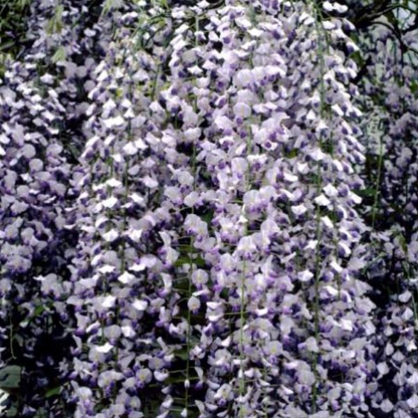 Arborix - Glycine du japon - wisteria floribunda 'multijuga' - 50-60 cm pot