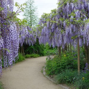 Glycine du japon  - wisteria floribunda 'multijuga'  - 50-60 cm pot
