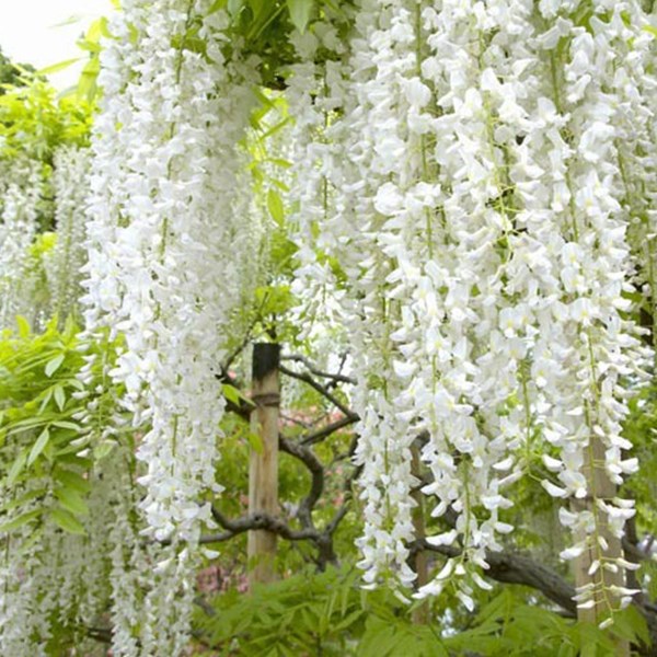 Arborix - Glycine japonaise - wisteria floribunda 'shiro-noda' - 50-60 cm pot