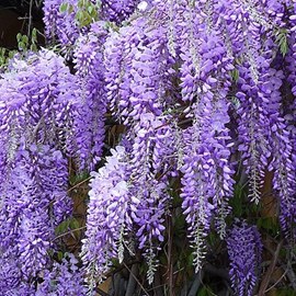 Glycine de chine  - wisteria sinensis 'prolific'  - 50-60 cm pot