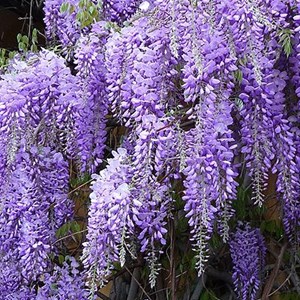 Glycine de chine  - wisteria sinensis 'prolific'  - 50-60 cm pot