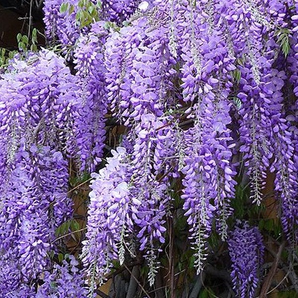 Glycine de chine - wisteria sinensis 'prolific' - 50-60 cm pot