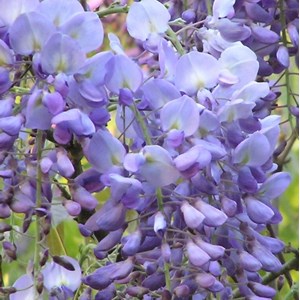 Glycine de chine  - wisteria sinensis 'prolific'  - 50-60 cm pot