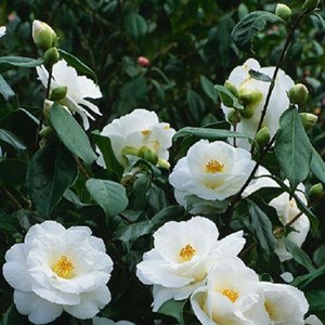 Camélia blanc - camellia japonica  - 60-80 cm pot