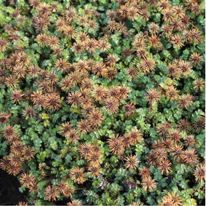 6 x lampourde à petites feuilles - acaena microphylla 'dichte matte' - godet