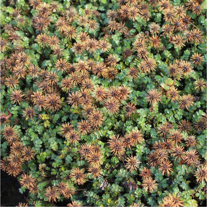 6 x lampourde à petites feuilles - acaena microphylla 'dichte matte' - godet