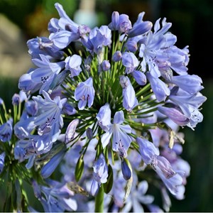 Lis de nil, agapanthe d'afrique  - agapanthus africanus 'wolga'  - godet 9x9 cm