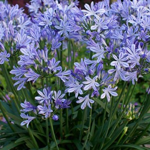 6 x lis de nil, agapanthe d'afrique - agapanthus africanus 'wolga' - godet 9x9