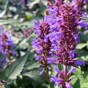 Agastache 'purple haze' - godet 9x9 cm