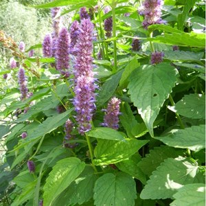 6 x agastache rugosa - godet 9x9 cm