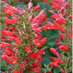 Agastache à odeur de fenouil  - agastache hybride 'kudos red'  - godet 9x9 cm