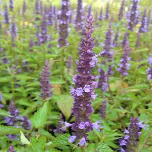 Agastache à odeur de fenouil  - agastache 'little adder'  - godet 9x9 cm