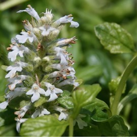 Bugle rampant  - ajuga reptans 'alba'  - godet 9x9 cm