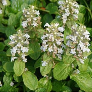 Bugle rampant  - ajuga reptans 'alba'  - godet 9x9 cm