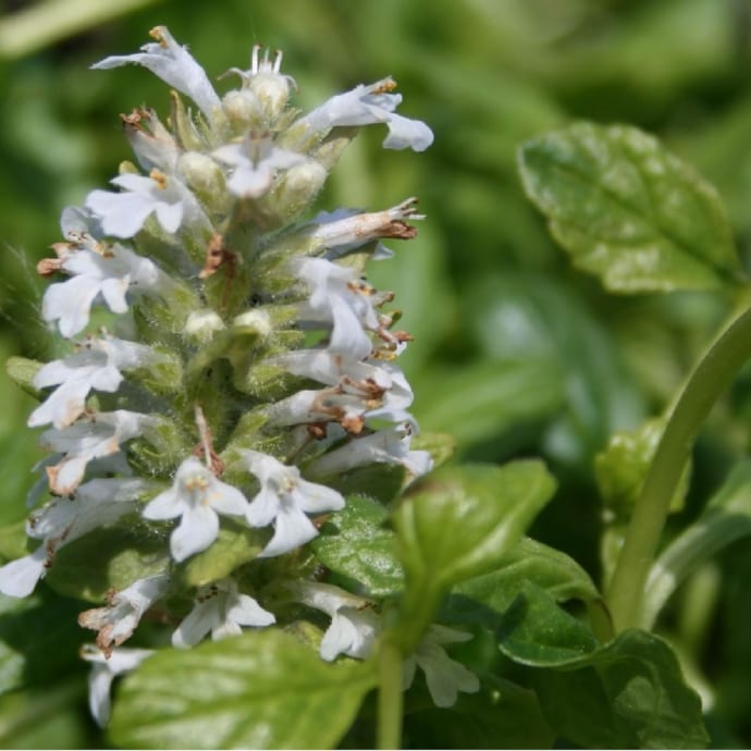 6 x bugle rampant - ajuga reptans 'alba' - godet 9x9 cm