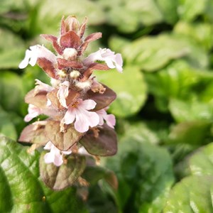 6 x bugle rampant pourpre - ajuga reptans 'rosea'  - godet 9x9 cm
