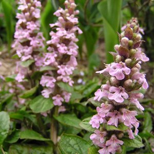 6 x bugle rampant pourpre - ajuga reptans 'rosea'  - godet 9x9 cm