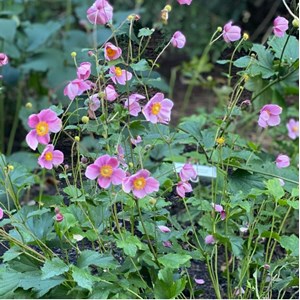 Anémone du japon  - anemone hupehensis 'september charm'  - godet 9x9 cm