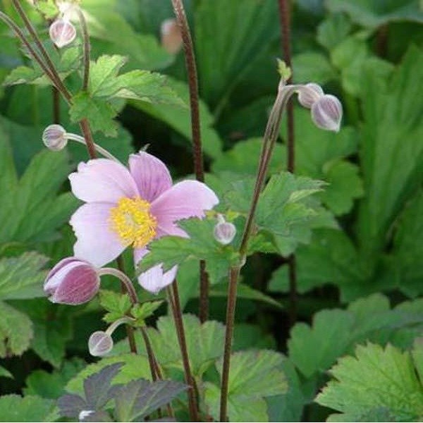 Arborix - 6 x anémone du japon  - anemone hupehensis 'september charm'  - godet 9x9 cm