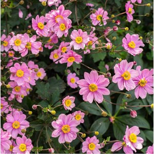 Anémone du japon  - anemone hybride 'serenade'  - godet 9x9 cm