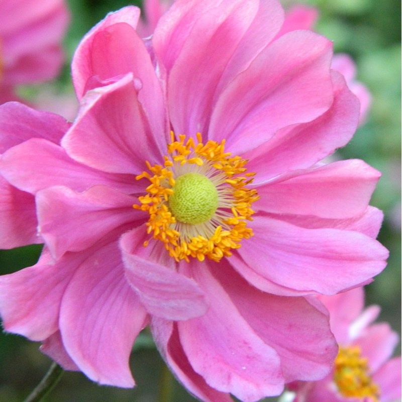 Arborix - 6 x anémone du japon - anemone hybride 'serenade' - godet 9x9 cm