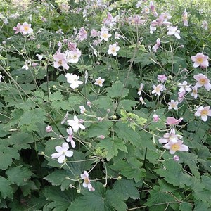 Anémone du japon  - anemone tomentosa 'albadura'  - godet 9x9 cm