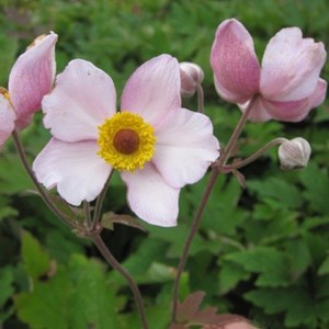 Anémone du japon  - anemone tomentosa 'albadura'  - godet 9x9 cm