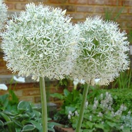 6 x oignon d'ornement - allium 'mount everest'  - godet 9x9 cm