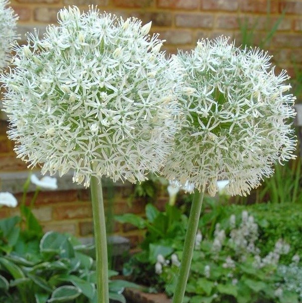 6 x oignon d'ornement - allium 'mount everest' - godet 9x9 cm