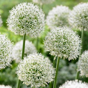 6 x oignon d'ornement - allium 'mount everest'  - godet 9x9 cm
