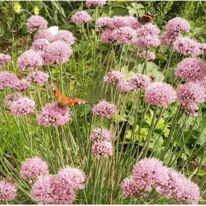 6 x ciboulette  - allium senscens 'summer beauty'  - godet 9x9 cm