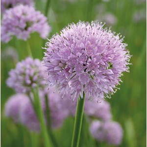 6 x ciboulette  - allium senscens 'summer beauty'  - godet 9x9 cm