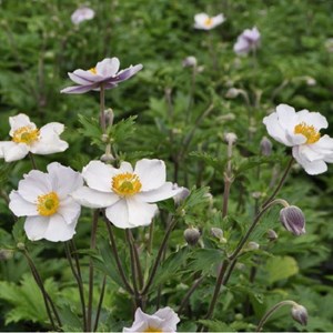 Anémone du japon  - anemone 'elfin swan'  - godet 9x9 cm