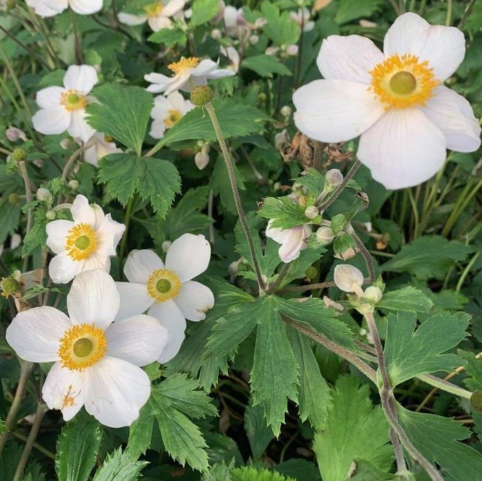Arborix - 6 x anémone du japon - anemone 'elfin swan' - godet 9x9 cm