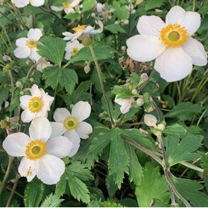 Anémone du japon  - anemone 'elfin swan'  - godet 9x9 cm