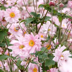 Anémone du japon  - anemone 'konigin charlotte'  - godet 9x9 cm