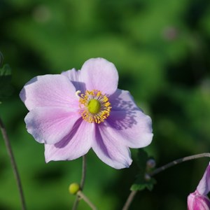 6 x anémone du japon  - anemone 'konigin charlotte'  - godet 9x9 cm