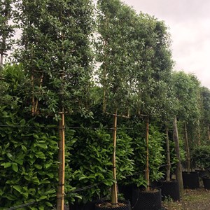 Chêne vert - quercus ilex voorgeleid met kader  - tige 8-10 cm pot