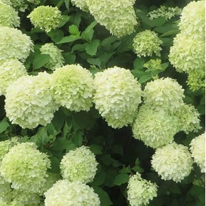 2 x hortensia paniculé  - hydrangea paniculata 'little lime'  - 40-50 cm pot
