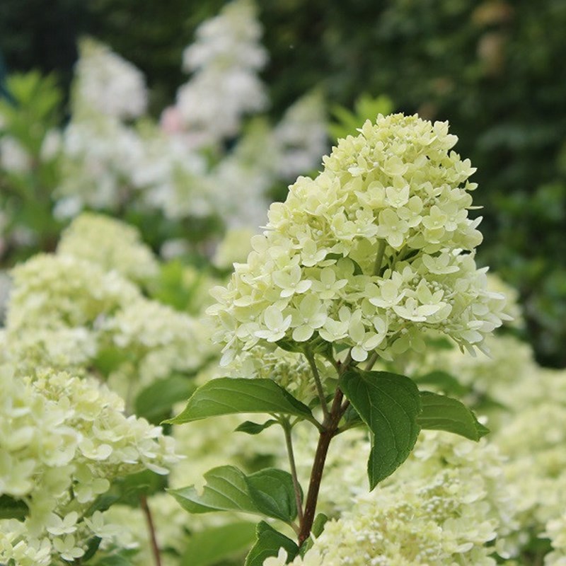 2 x hortensia paniculé - hydrangea paniculata 'little lime' - 40-50 cm pot