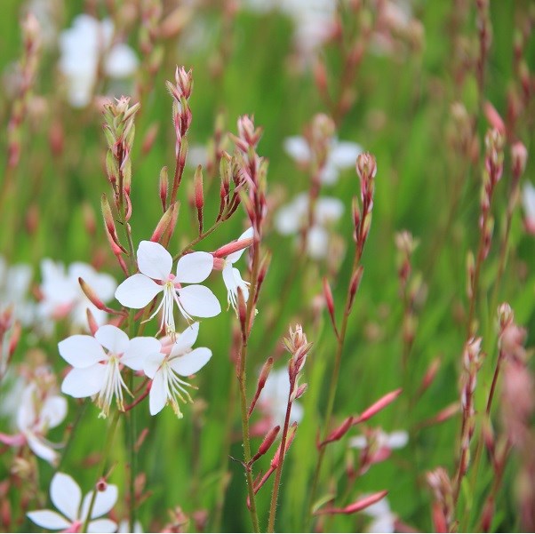 Arborix - 6 x gaura lindheimeri 'short form' - godet 9x9 cm